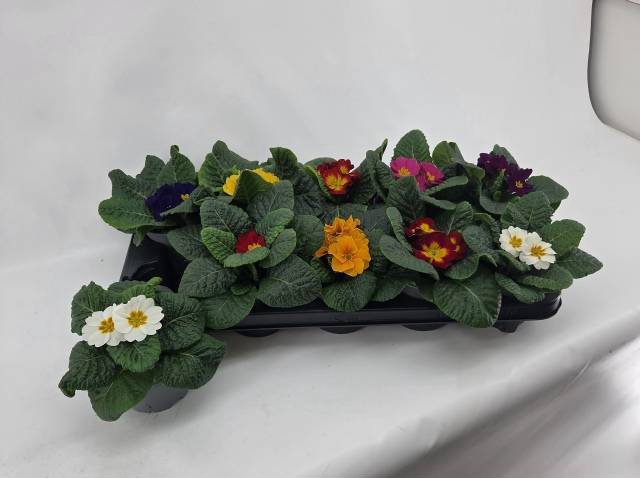 <h4>PRIM AC GEM</h4>