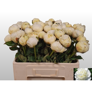 PAEO L BRIDAL SHOWER