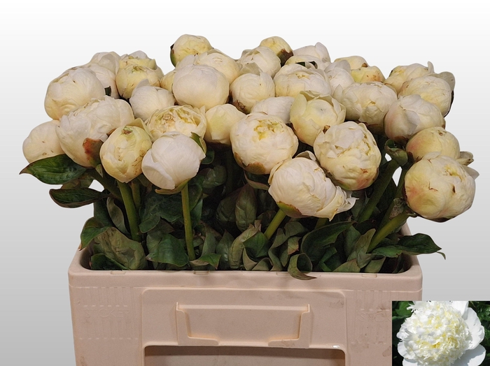 <h4>PAEO L BRIDAL SHOWER</h4>