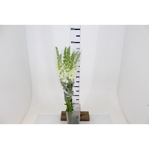 BOCA DE LEAO MONACO WHITE 080 CM