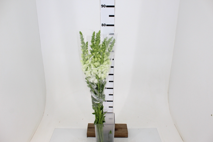 BOCA DE LEAO MONACO WHITE 080 CM