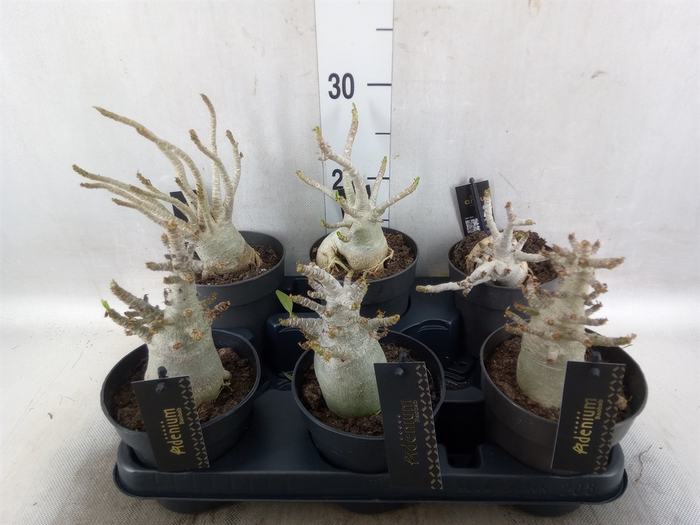 <h4>Adenium NB 'Ansu Baobab'</h4>