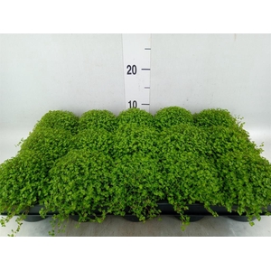 Soleirolia soleirolii   ...green