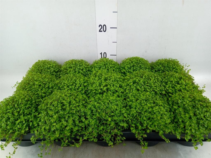 <h4>Soleirolia soleirolii   ...green</h4>