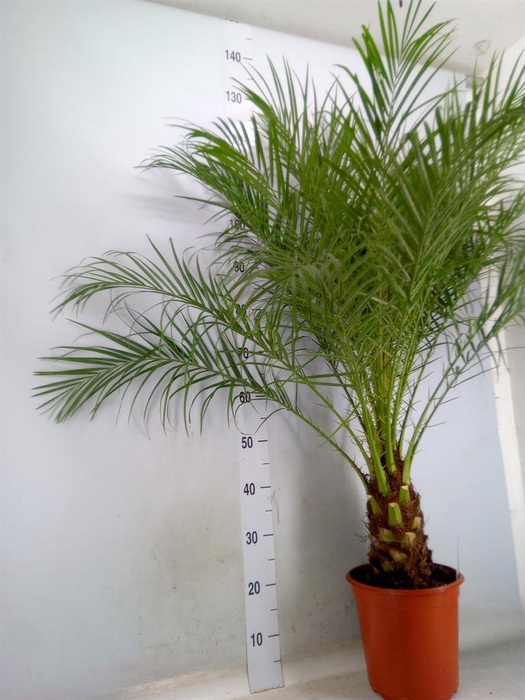 <h4>Phoenix roebelenii</h4>