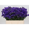 Limonium Navy Sun Birds