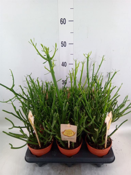 <h4>Euphorbia tirucalli</h4>