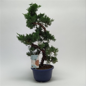 Juniperus Itoigawa S-shape Bonsai 16 cm (herkomst: Japan)