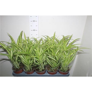 Chlor Com Variegatum