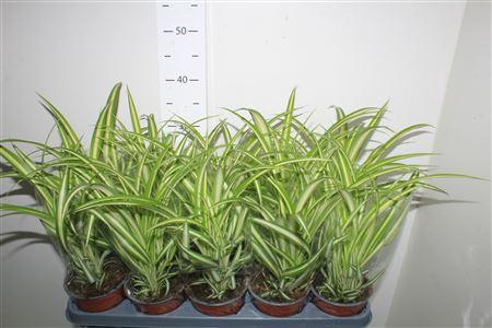 <h4>Chlor Com Variegatum</h4>