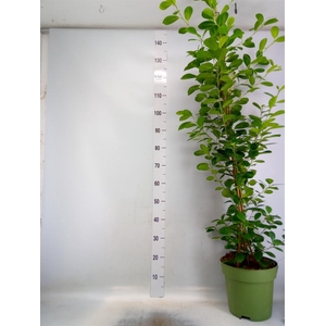 Ficus microcarpa 'Moclame'