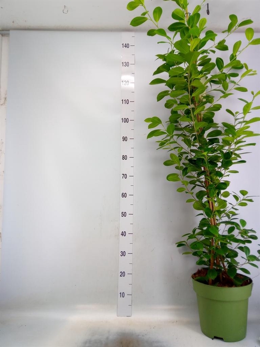 <h4>Ficus microcarpa 'Moclame'</h4>