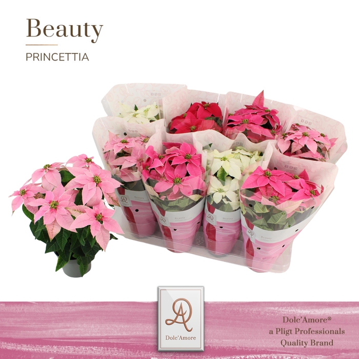 <h4>Princettia Mix P12 Dolc'Amore® Beauty</h4>