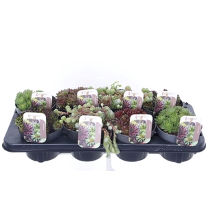 Sempervivum gemengd