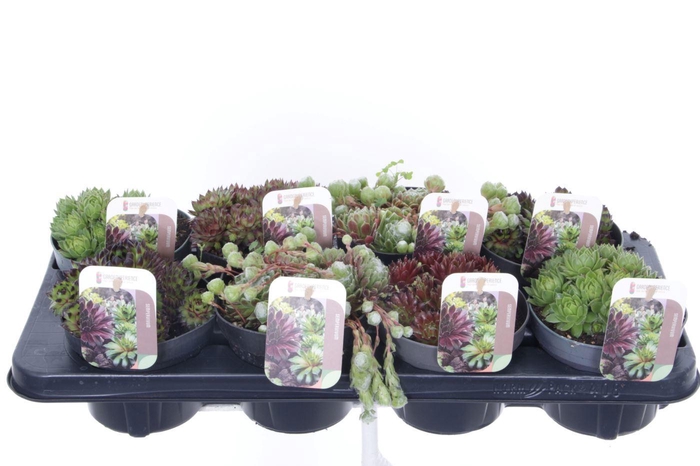 <h4>Sempervivum gemengd</h4>