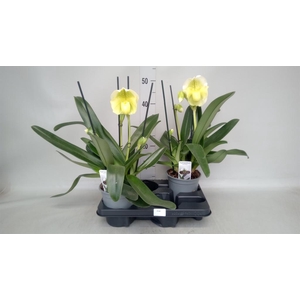 Paphiopedilum 'Amerikaanse hybrid'
