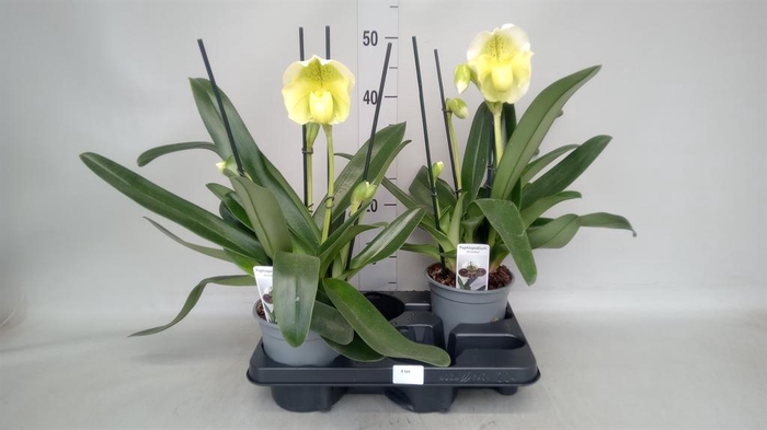 <h4>Paphiopedilum  'Amerikaanse hybrid'</h4>