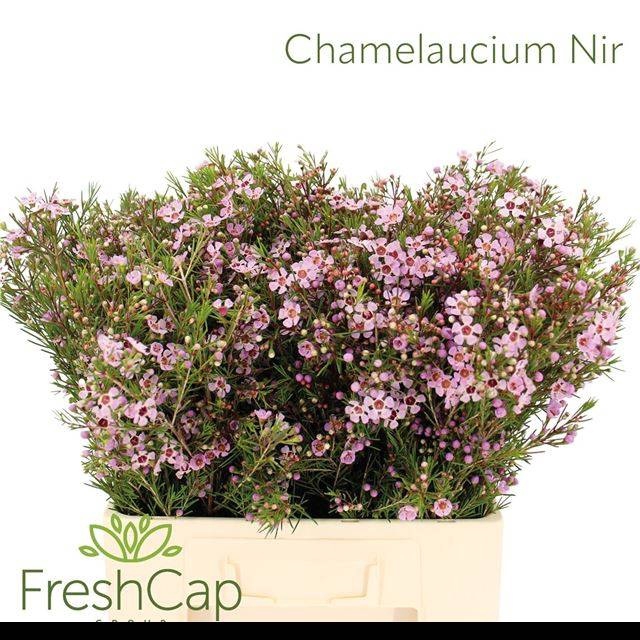 <h4>CHAME UN EARLY NIR</h4>