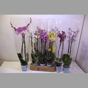 Phal Gem 4 Kl