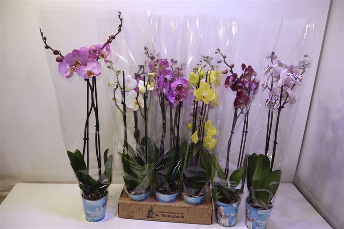 <h4>Phal Gem 4 Kl</h4>