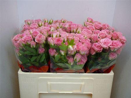 <h4>R Tr Odilia</h4>