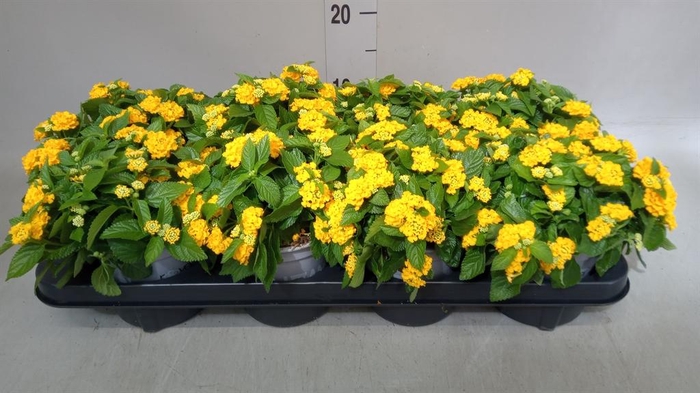 <h4>Lantana camara</h4>