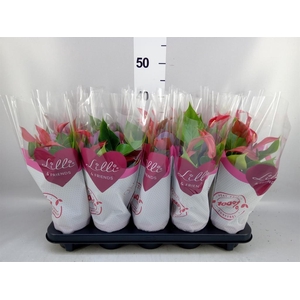 Anthurium  'Banderola Roja'