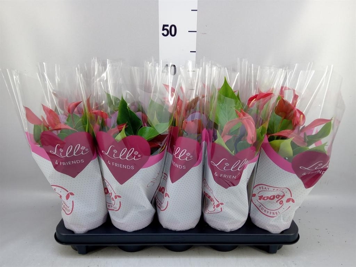 <h4>Anthurium  'Banderola Roja'</h4>