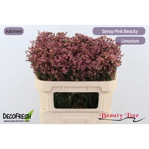 LIM SIN SEN PIN BEAU