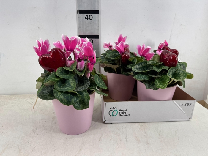 <h4>ARR PL IN SCHAAL</h4>