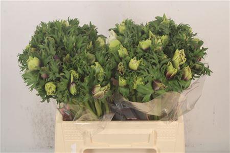 <h4>Anemone Galil Pastel</h4>