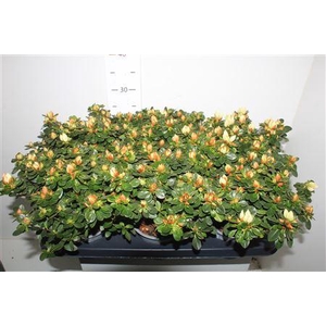 Rhodo Weisse Sachsenstern