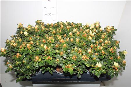 <h4>Rhodo Weisse Sachsenstern</h4>