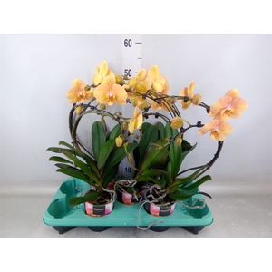 Phalaenopsis   ...
