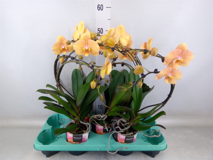 <h4>Phalaenopsis   ...</h4>