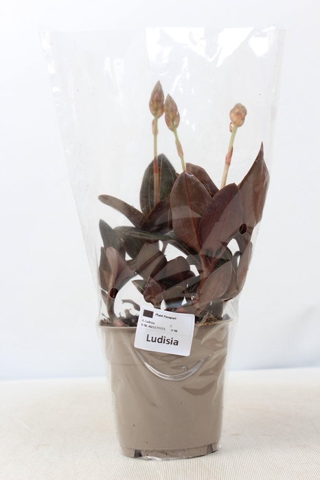 <h4>LUD DISCOLOR</h4>