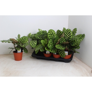 CALAT MAKOYANA