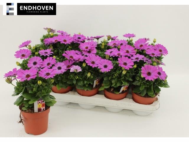 <h4>OSTEO DAL AIDA</h4>