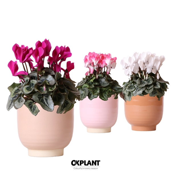 <h4>Cyclamen mix in Glazed pot mix</h4>