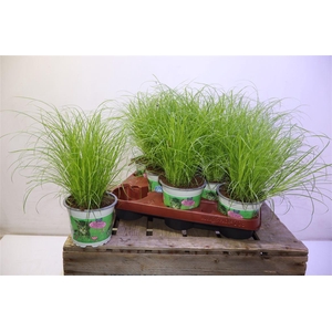 arr8 Cyper Alt Zumula