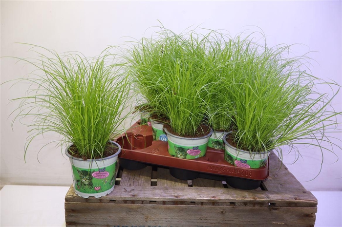 <h4>arr8 Cyper Alt Zumula</h4>