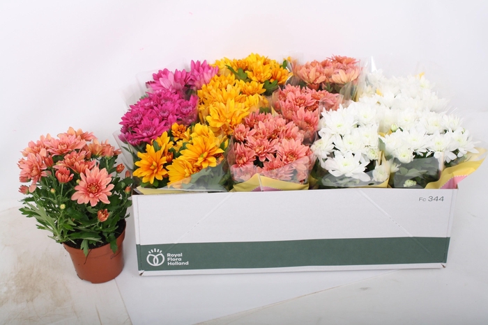 <h4>CHRYS GEM 4 KL</h4>