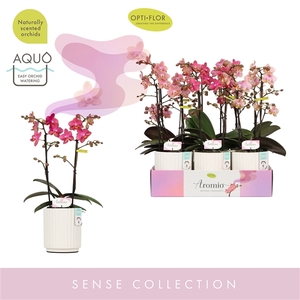 Aromio Mix 2 spike in Molise White Aquo