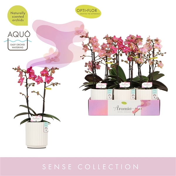 <h4>Aromio Mix 2 spike in Molise White Aquo</h4>