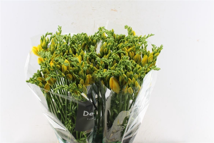 <h4>Fr Du Ballade Yellow</h4>