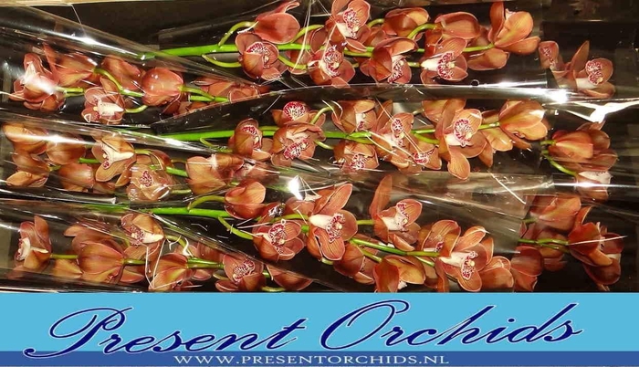 <h4>CYMB T SOMBRERO</h4>