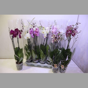 Phal Gem