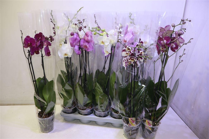 <h4>Phal Gem</h4>