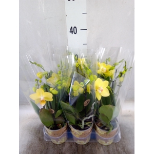 Phalaenopsis multi.   ...yellow