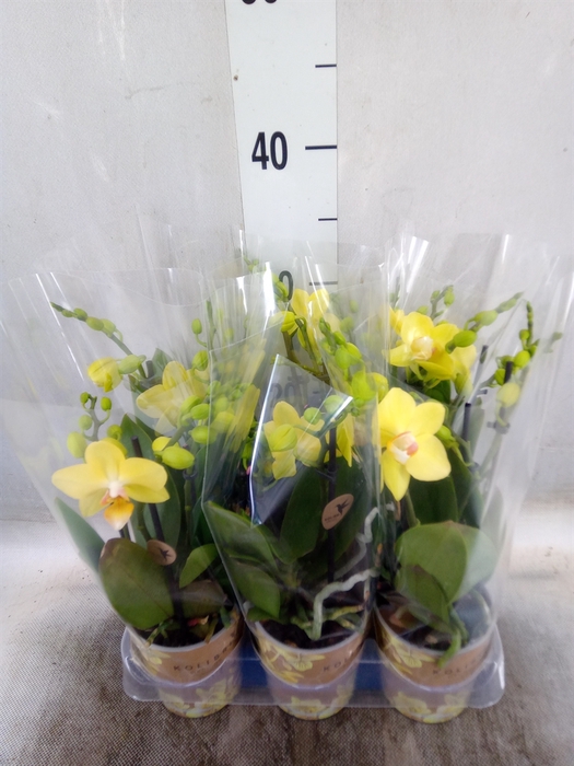 <h4>Phalaenopsis multi.   ...yellow</h4>